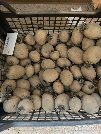 Семенной картофель