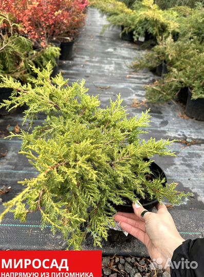 Можжевельник 