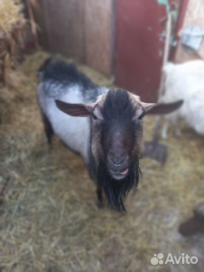 Альпийские козы