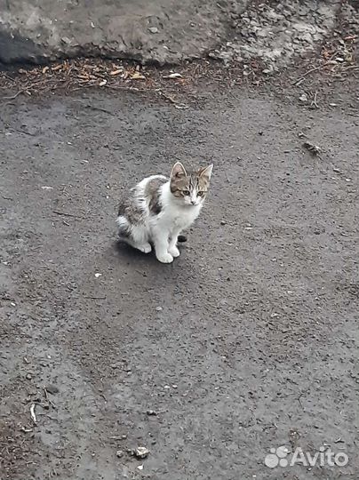 Кошечка в добрые руки