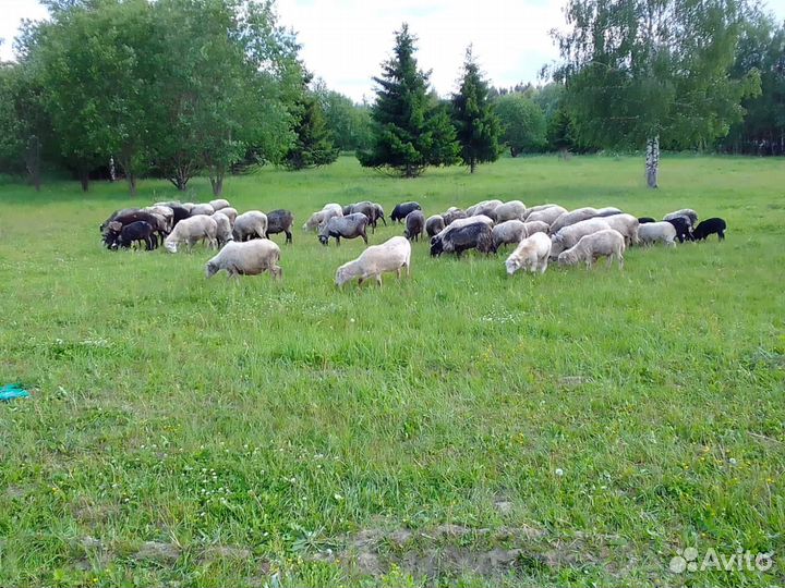 Овцы бараны