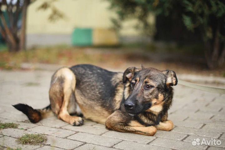 Собака в добрые руки