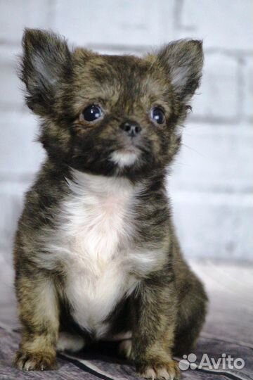 Малыши чихуахуа мини