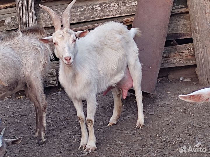 Козы дойные