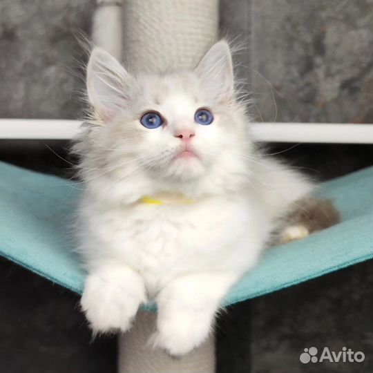 Gosha, рэгдолл с родословной