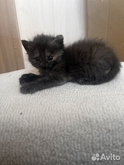 Котята отдам бесплатно