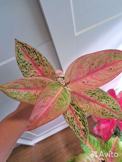 Аглаонемы Lak Sub Thong, Legacy red, White Lance