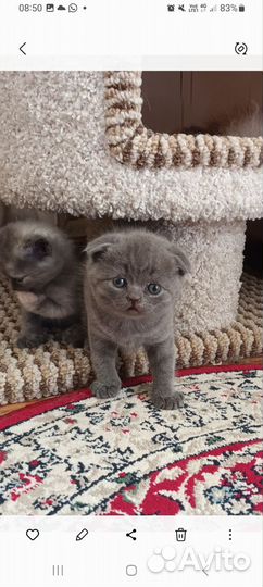 Шотландские котята