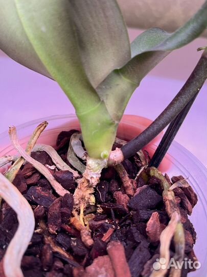 Орхидеи реанимашки 2 шт