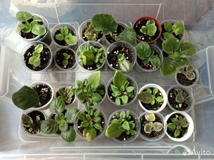 Детки и пасынки фиалок