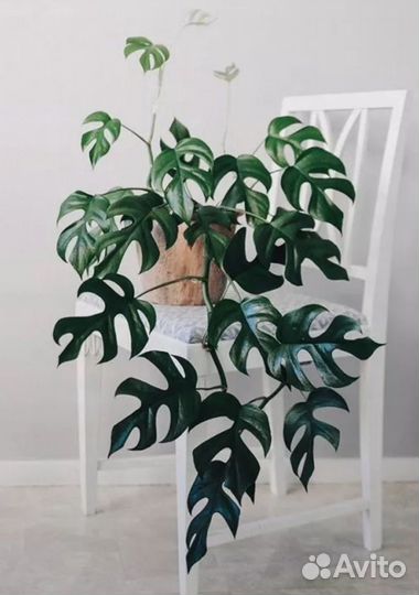 Филодендрон-Монстера минима и другие