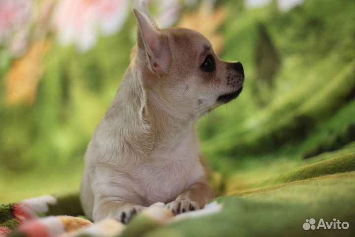 Девочки чихуахуа с РКФ