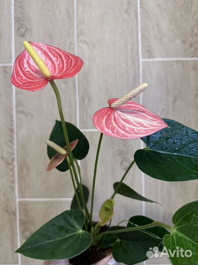 Новинка антуриум ливиум оранж (оранжевый)