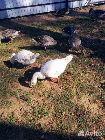 Продам гусей на племя или на мясо