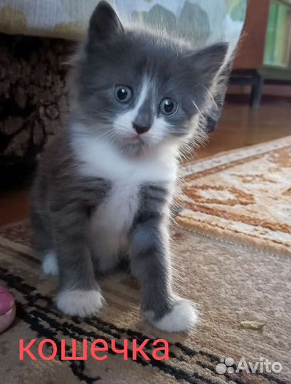 Отдам котят