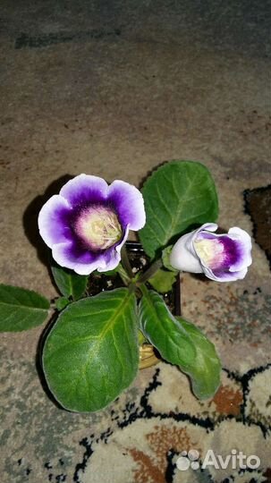 Глоксиния цветущая