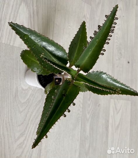 Каланхоэ лечебное