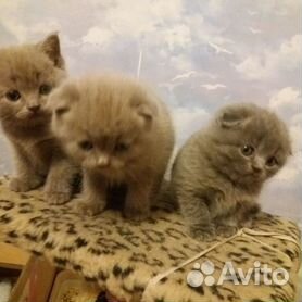 Продажа кошек Алматы