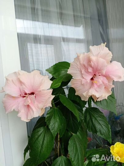 Гибискус китайская роза