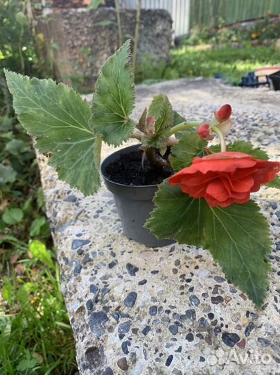 Бегония Евансиана Анрюс