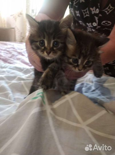 Отдам котят в добрые руки