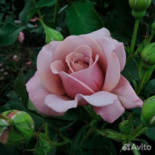 Саженцы роз Коко-локко