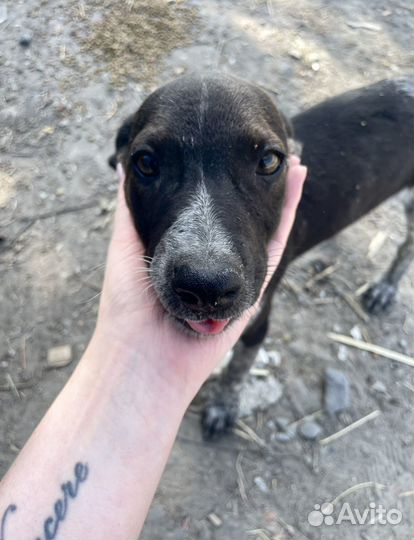 Очень красивый щенок в добрые руки