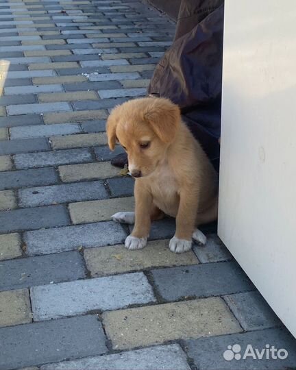 Маленькая собака