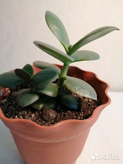 Крассула Толстянка Денежное дерево