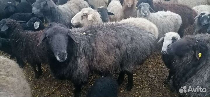 Продам племенного барашка