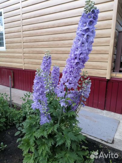 Дельфиниум новозеландский