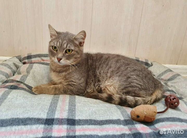 Молодой кот в добрые руки