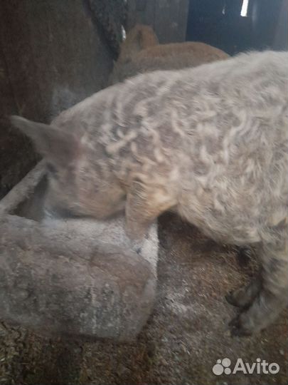 Поросята венгерской мангалицы