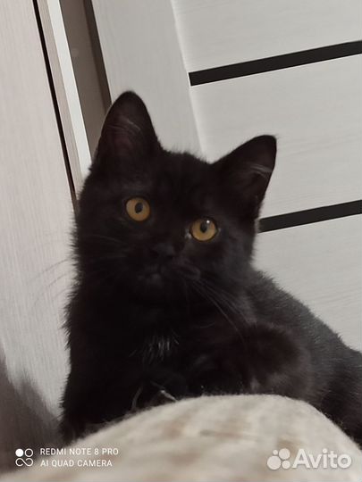 Кошка в дар бесплатно