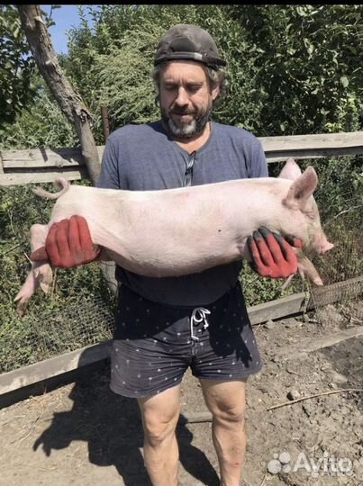 Поросята мясной породы запечённый молочный