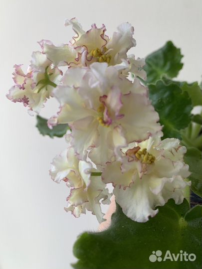 Герани,фиалки