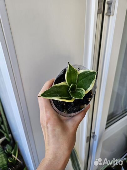 Сансевиерия Муншайн, хани крео