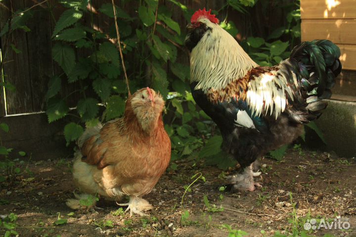 Фавероль инкубационные яйца, цыплята