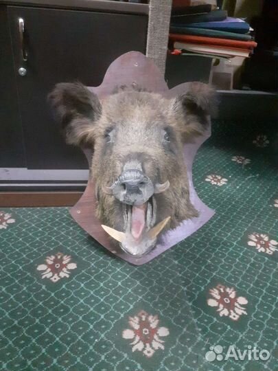 Чучело головы кабана на стену