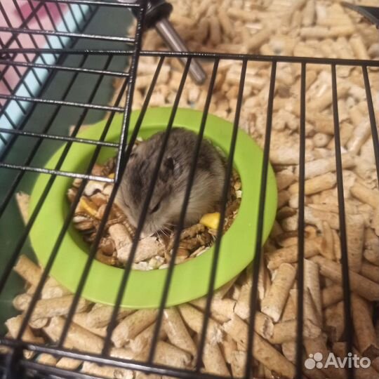 Джунгарский хомяк