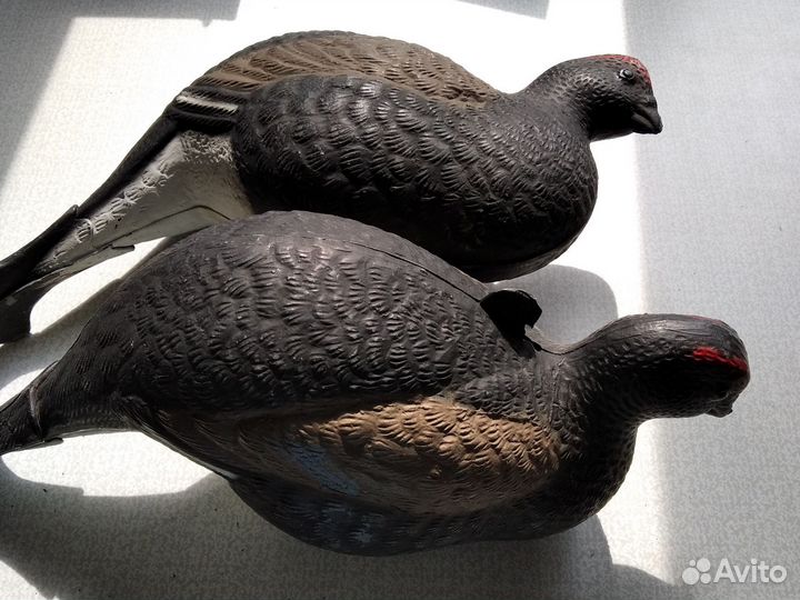 Чучело тетерки