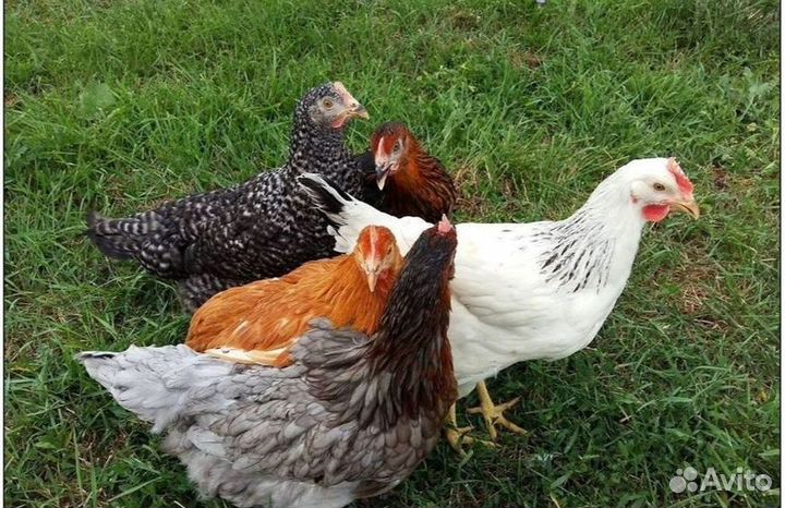 Куры-несушки