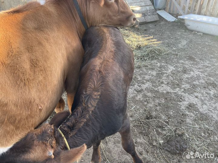 Корова тёлки дойные телята бычки бычок