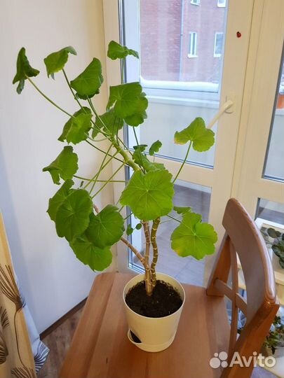 Растения цветы комнатные герань