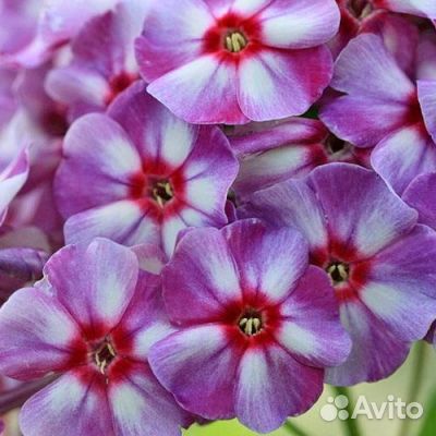 Флокс метельчатый Катарина и др
