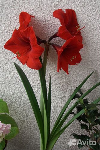 Гиппеаструм