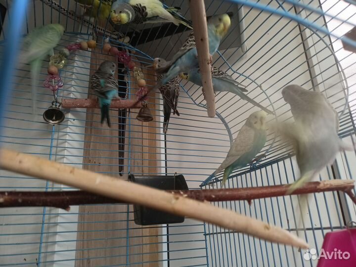 Птенцы волнистый попугай