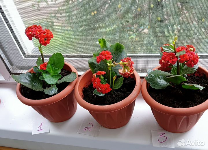 Каланхоэ Каландива, укоренённые листья