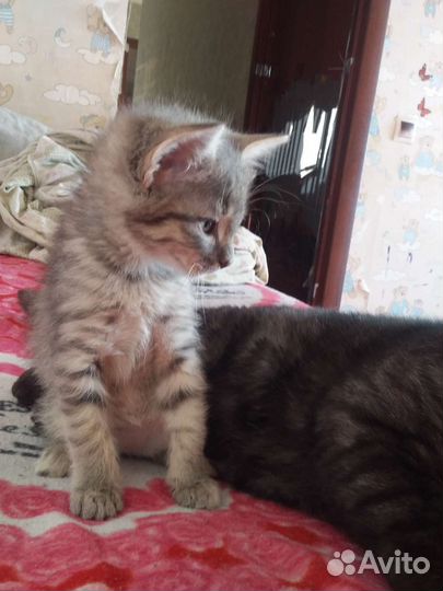 Кошка в дар бесплатно