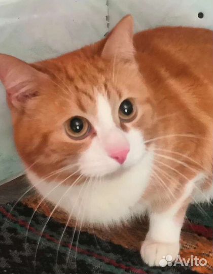 Котик Шурик